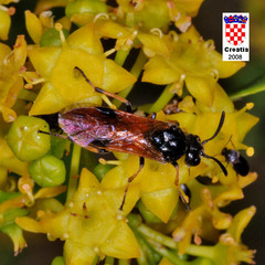 Arge melanochra