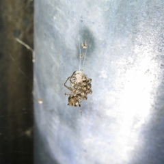 Cryptachaea veruculata