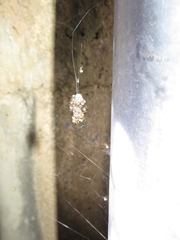 Cryptachaea veruculata