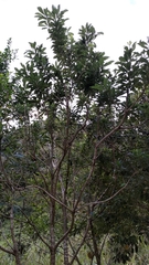 Pittosporum pentandrum