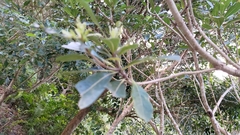 Pittosporum pentandrum