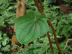 Dioscorea sansibarensis