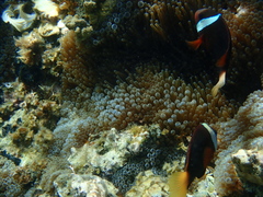 Amphiprion melanopus