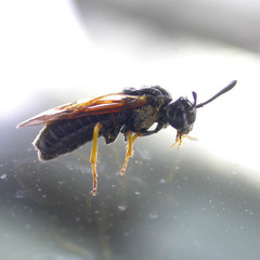 Arge ustulata