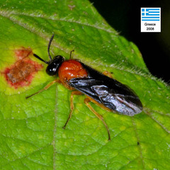 Sterictiphora angelicae