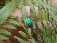 Erachtheus lutulentus