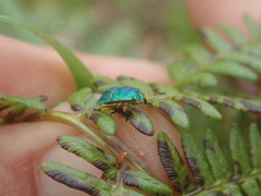 Erachtheus lutulentus
