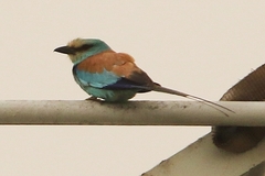 Coracias abyssinicus