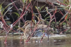 Gallinago gallinago