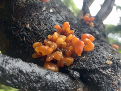 Tremella vesiculosa