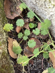Geranium pusillum