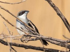 Neothraupis fasciata