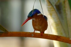 Corythornis cristatus