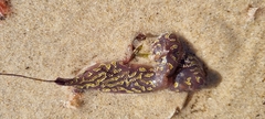 Botrylloides perspicuus