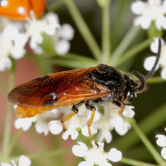 Arge melanochra