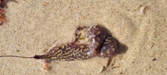 Botrylloides perspicuus