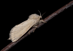 Phragmacossia albida