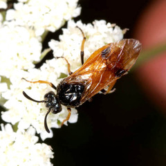 Arge melanochra