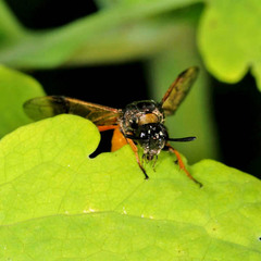Arge melanochra