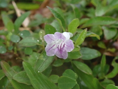 Ruellia repens