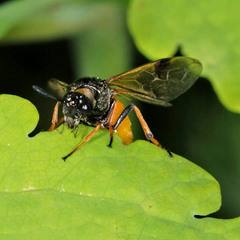 Arge melanochra