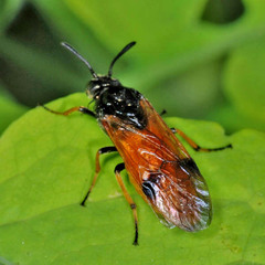 Arge melanochra