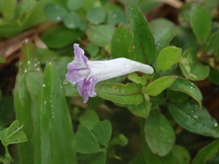 Ruellia repens