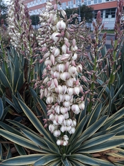 Yucca filamentosa variegata