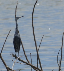 Egretta caerulea
