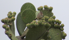 Opuntia joconostle