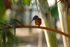 Corythornis cristatus