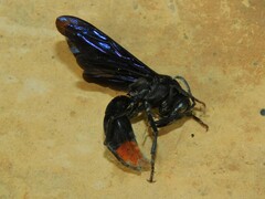 Synagris