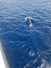 Stenella longirostris