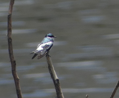 Tachycineta albiventer