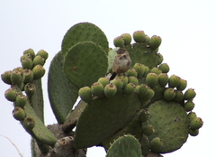 Opuntia joconostle