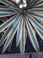 Yucca filamentosa variegata