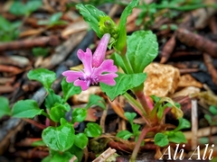 Silene aegyptiaca