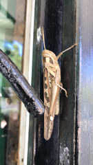 Cyrtacanthacris tatarica