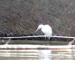 Egretta thula