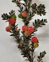 Acrothamnus colensoi