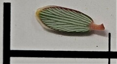 Acrothamnus colensoi