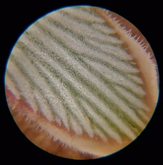 Acrothamnus colensoi