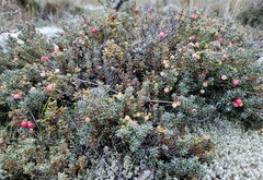 Acrothamnus colensoi