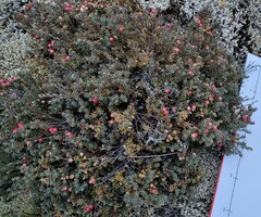 Acrothamnus colensoi