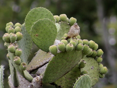 Opuntia joconostle