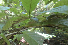 Boiga cyanea