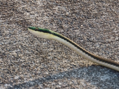 Leptophis mexicanus