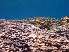 Chaetodon bennetti