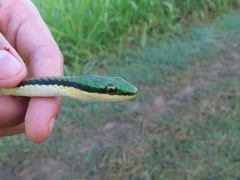 Leptophis mexicanus