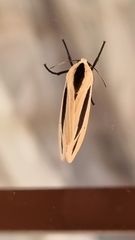 Creatonotos gangis-interrupta agg